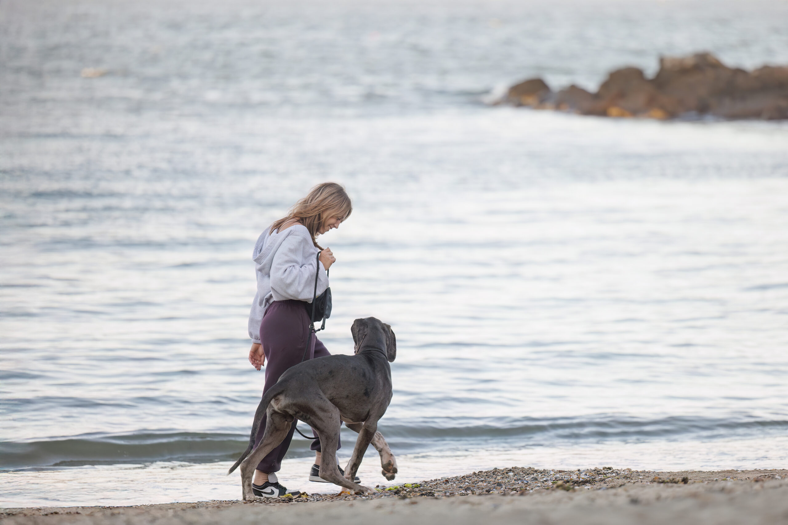 Dog Portrait Session on the North Shore. Winter Island dog session at the beach