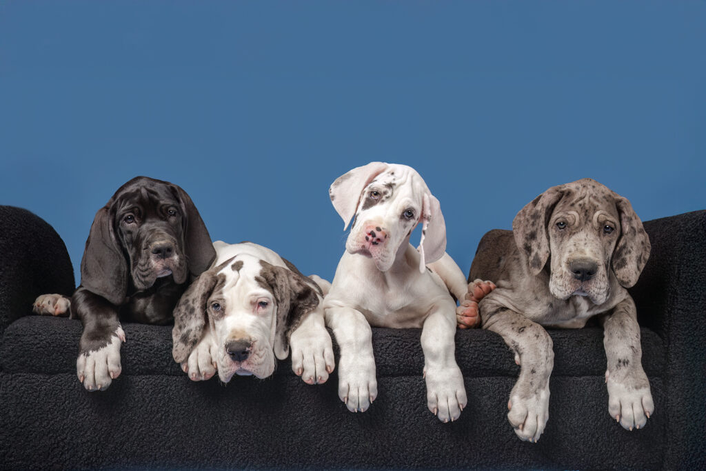 choosing a dog photographer in massachusetts