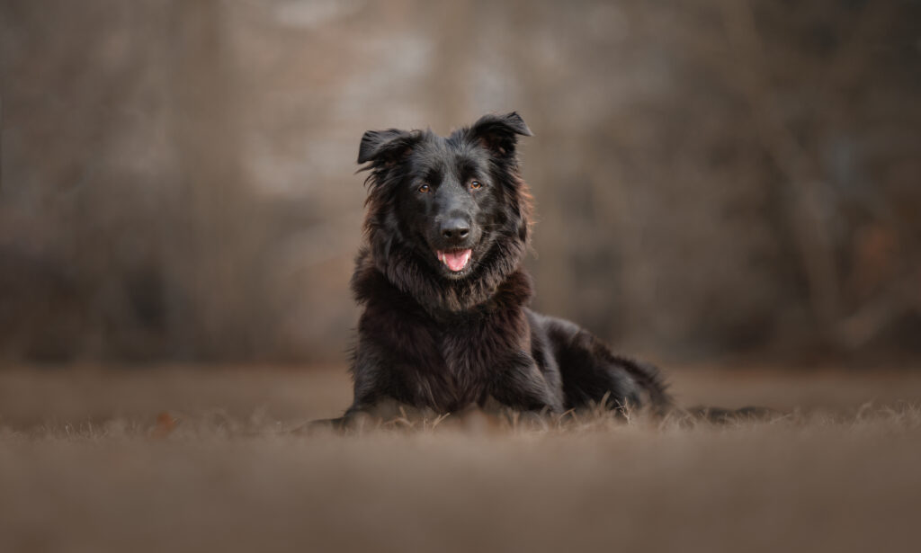 Rescued dog photographed outdoors in Massachusetts for a long-term photography book honoring rescued dogs and their stories