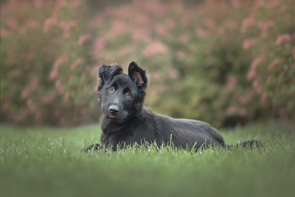 rescued puppy lying in grass photographed outdoors in Massachusetts