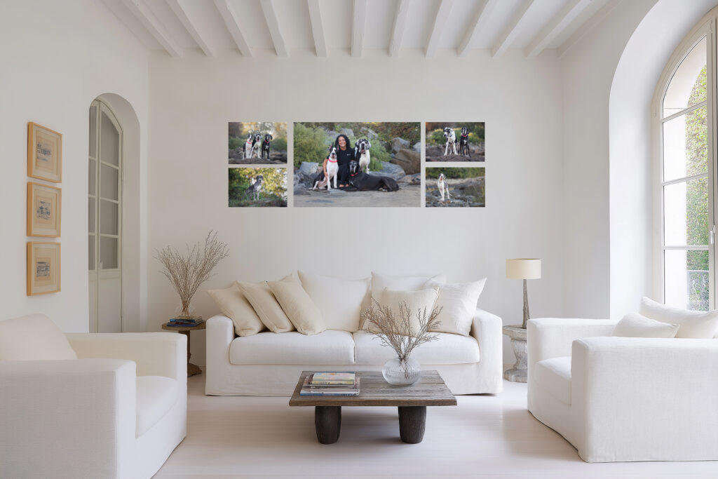 North Shore dog photographer capturing soulful portrait in Massachusetts