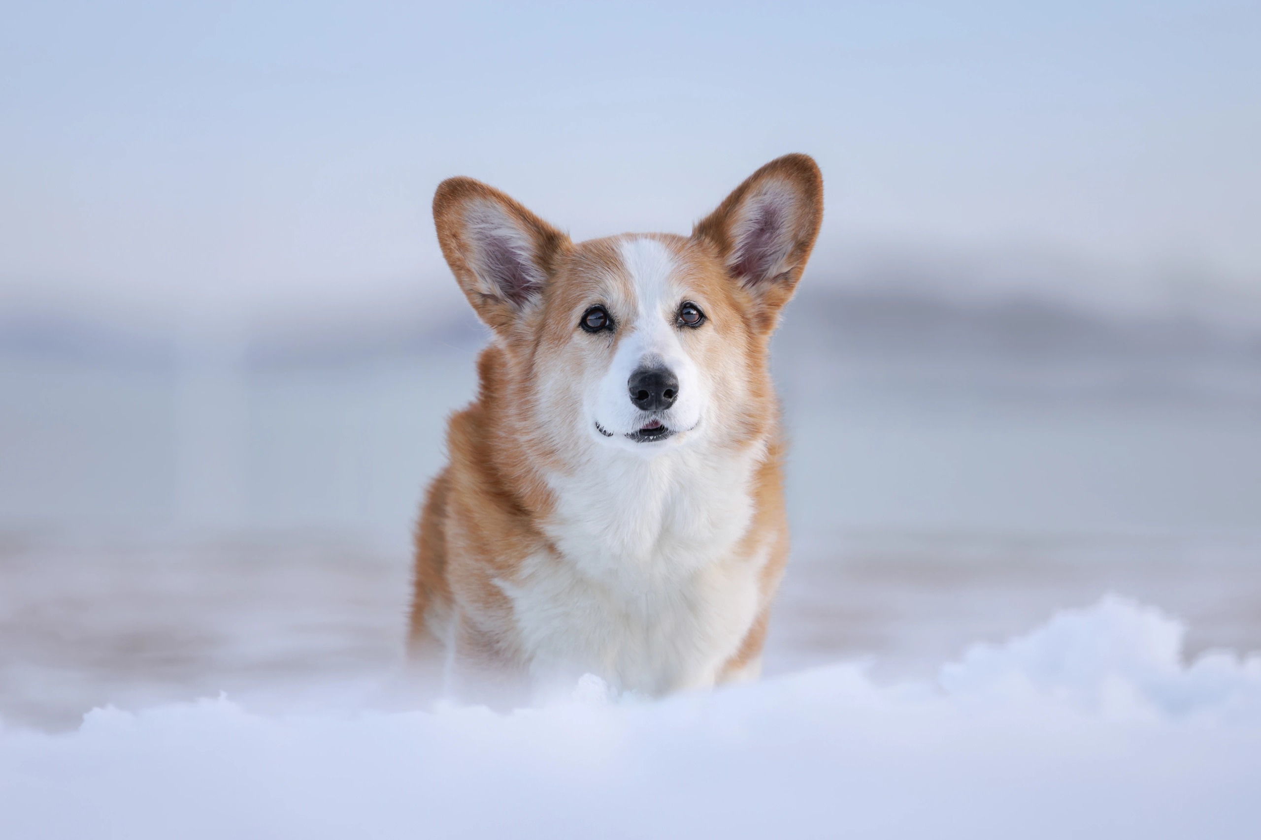 Corgi in the snow at the ocean in boston mass