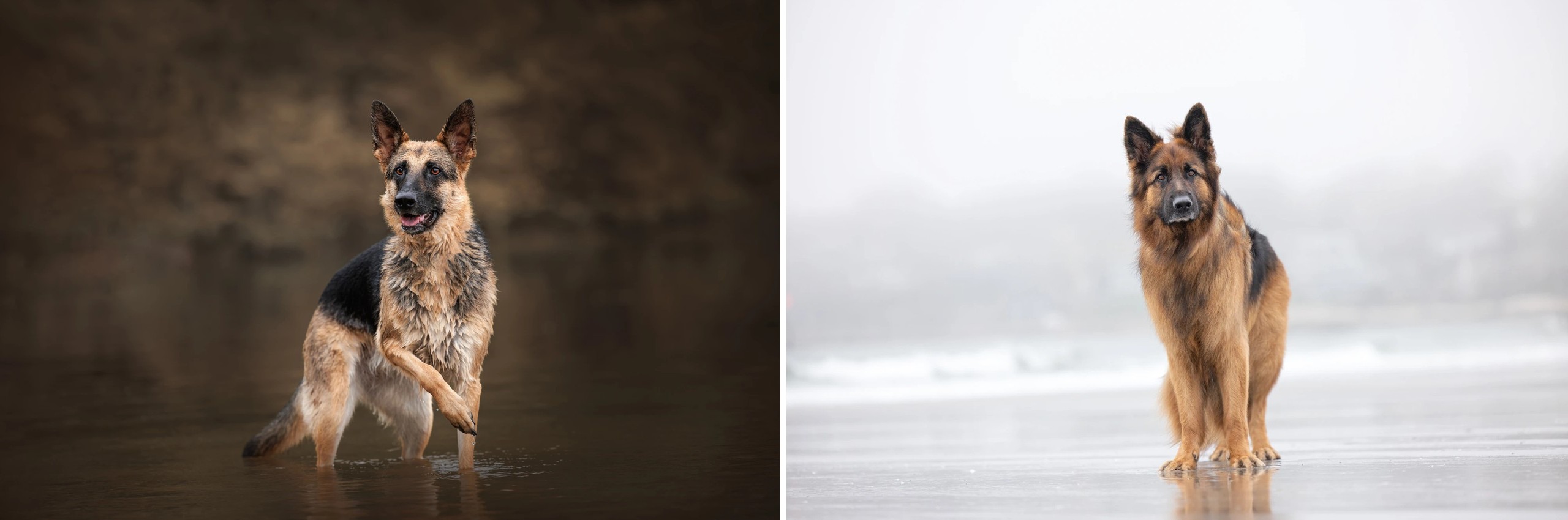 German Shepherd standing alert in shallow water, facing camera with attentive expression. - Elizabeth Boudreau Photography