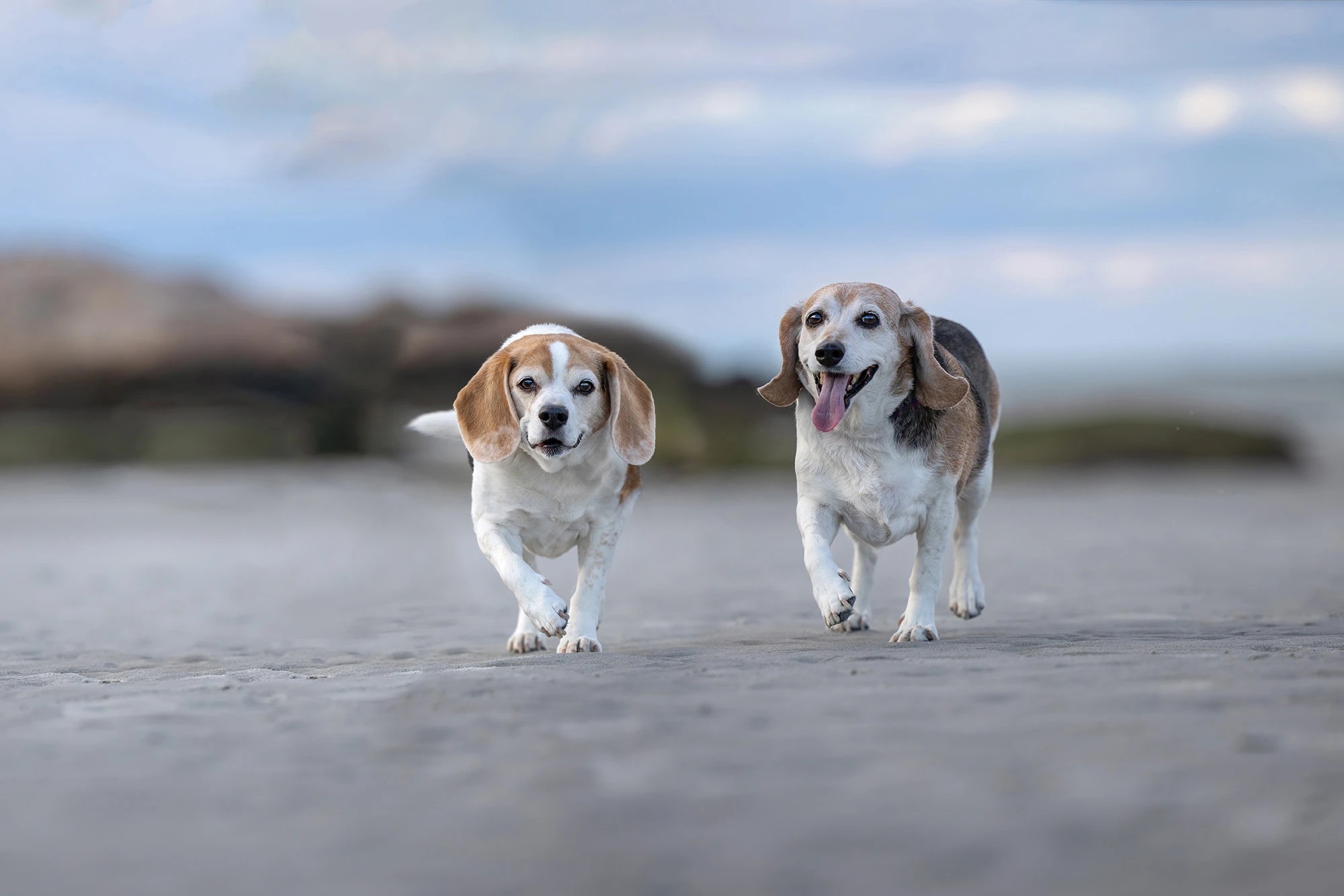 Two beagles walking together across wet sand toward the camera on a beach. - Elizabeth Boudreau Photography